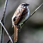Sparrow
