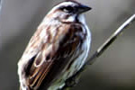 sparrow
