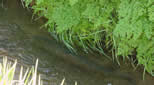 Steelhead in irrigation ditch.