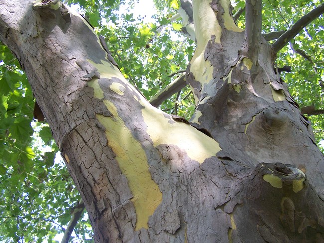 A horizontal photo of several thick tree branches rising upward with the bark peeled away in several spots showing a yellowish interior. Green leaves top the tree and block out the sky above.