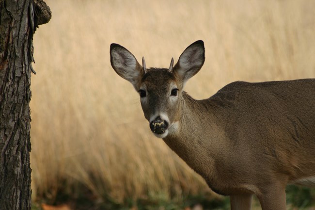A buck looking towards the camera with antlers just coming in