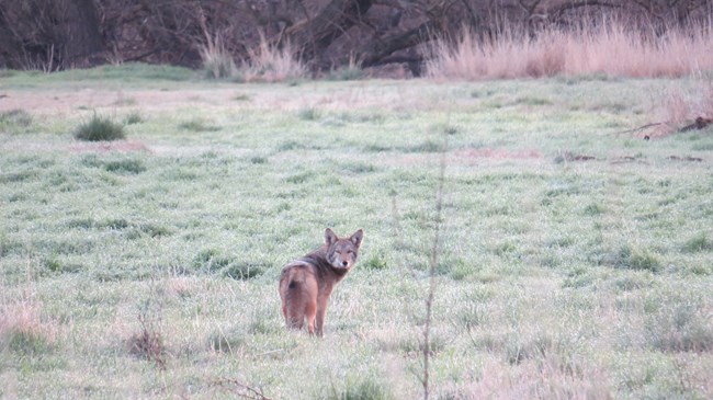 A coyote in the middle of the frame looks towards a photographer, the coyote is in the middle of a yellow and green mixed-grass field and a line of trees beyond it forms the horizon.