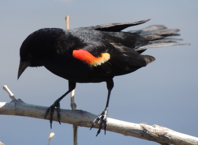 A mostly black bird with red on its wings sits on a thin branch of a tree.