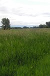 field of tall reed canarygrass