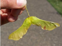A hand holds a thin twig with two attached seeds. The seeds are green-yellow and are shaped like a wing with a thick bump near where the twig connects to the seeds.