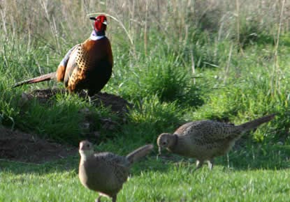 Male ring-necked pheasant and two female pheasants.
