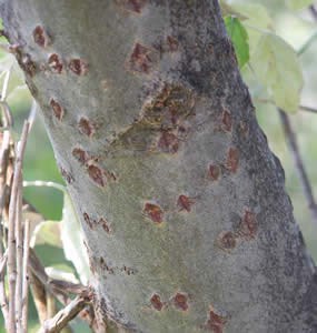 Close-up of the distinctive diamond shaped marks found on younger trees.