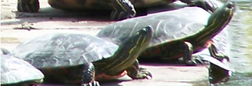 closu-up of two turtles - red edge of bottom shell is visible
