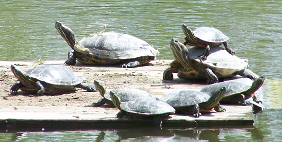 several turtles sunning themselves on a floating board