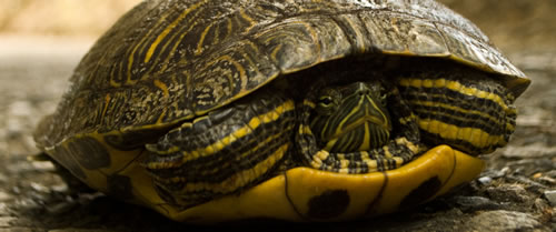 close-up of large turlte on paved path
