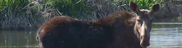 moose in park's pond