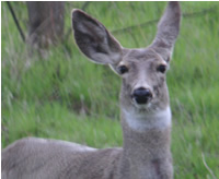 mule deer