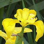 yellow iris yellow iris