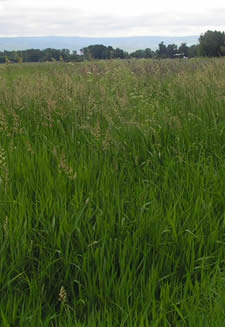 Tall green grass recedes into the distance.