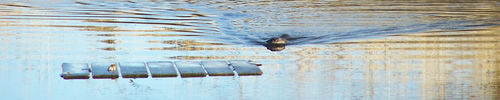 otter swimming toward floating board