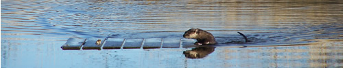 otter climbing onto floating board