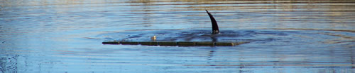 Rejected! the lump remains on the board.  The otter has jumped off, only the tail is visible above the water