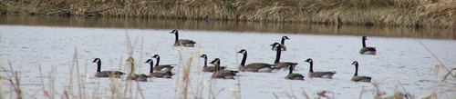 Canada Geese floating on pond