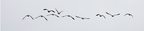 Canada Geese flying away
