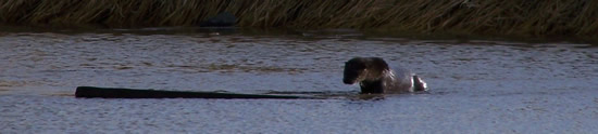 otter climbing onto floating board