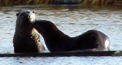 two otters on the board