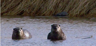 board sinks below the water due to the weight of the two otters now on the floating board