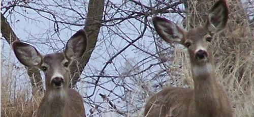 Two mule deer peak through grass