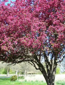 Fuchsia colored flowers totally cover a small crab apple tree.