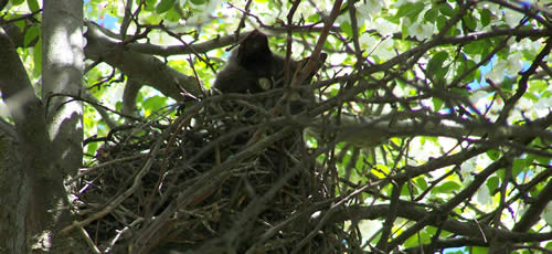 Cat looks down from a nest in a tree