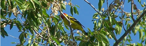 The bright yellow and red in the branches is a male Western Tanager.