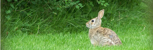 rabbit sitting on green grass