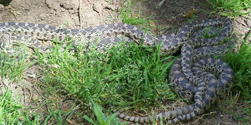 The bodies of two snakes intertwined