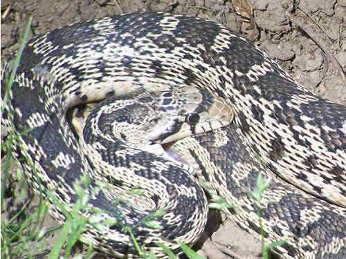 The one snake has the head of the other in its mouth.
