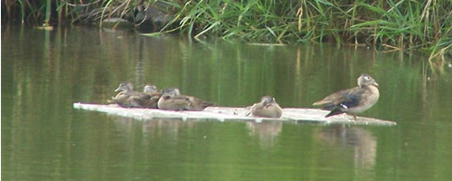Ducklings sleep while mom stands guard.