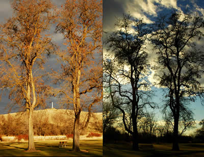 Two photos of the same trees. In the first the trees glow in golden light. In the second the trees form dark silhouettes.
