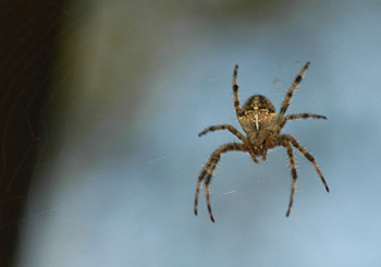 Spider in web