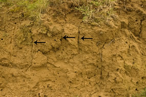 close-up of soil showing texture of soil and vertical cracks