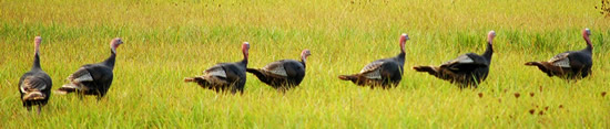 Turkeys walking single file through grass