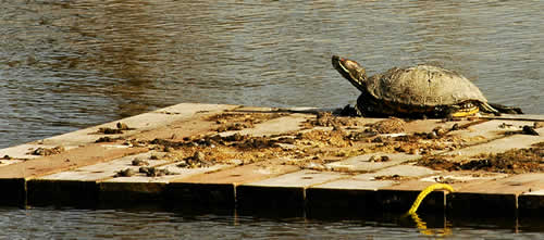 A turtle sitting on a wooden raft.