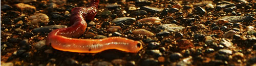 translucent red worm