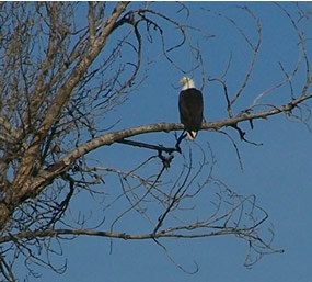 Bald eagle sitting high up in a tree