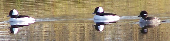 Buffleheads swim on pond