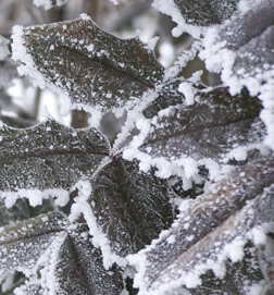 ice forms rounded clumps on edge of leaves