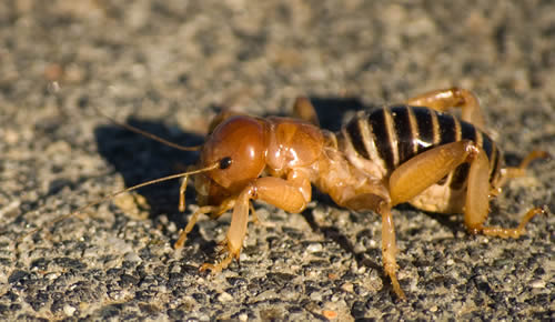 jerusalem cricket