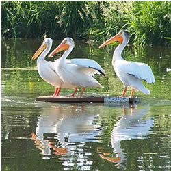 three pelicans standing on a board in the Mill Pond