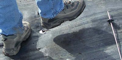 close-up of using foot to push stake through mulch-cloth