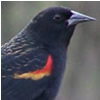 red-winged blackbird