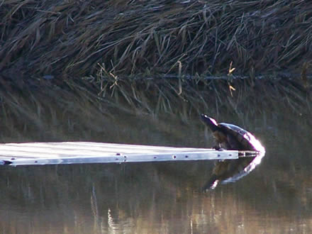 A turtle pulls itself out of the water onto a floating wooden board