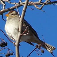 This young white-crowned sparrow has a brown-and-white striped head, rather than an adult's black and white head.