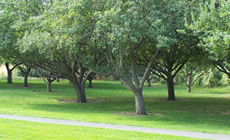 Paved path passes in front of apple trees.